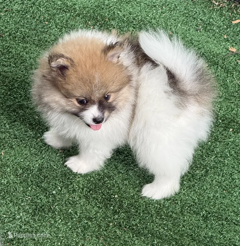Carson – Pomeranian puppy for sale in Liberty, MO