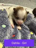 Dahlia, a female Pomeranian for sale in Liberty, MO – Photo 1 of 6