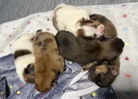 Dahlia, a female Pomeranian for sale in Liberty, MO – Photo 4 of 6