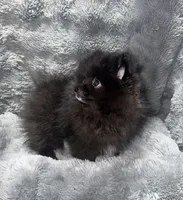 Onyx, a male Pomeranian for sale in Liberty, MO – 7 of 10