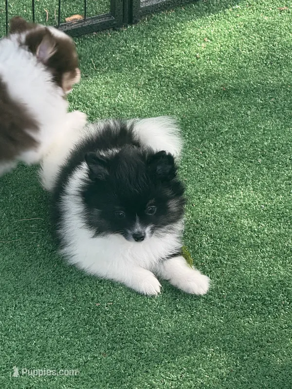 Chanel – Pomeranian puppy for sale in Liberty, MO