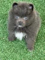 Figgy, a male Pomeranian for sale in Liberty, MO – 1 of 1