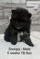 Snoopy, a male Pomeranian for sale in Liberty, MO – 4 of 6