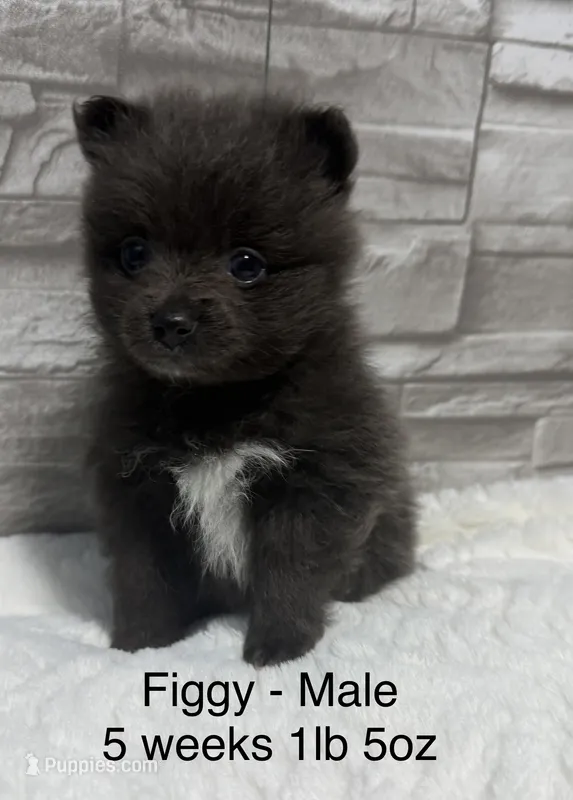 Figgy – Pomeranian puppy for sale in Liberty, MO