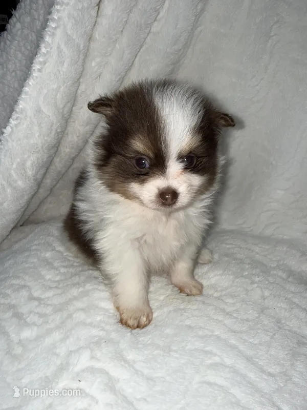 Rolex – Pomeranian puppy for sale in Liberty, MO