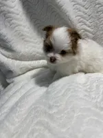 Prada, a female Pomeranian for sale in Liberty, MO – 2 of 10