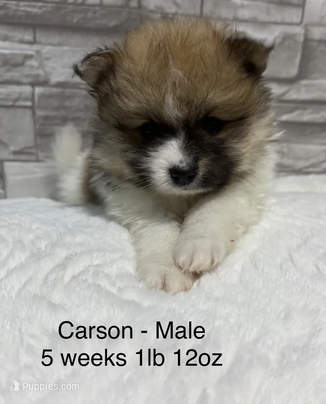 Carson – Pomeranian puppy for sale in Liberty, MO