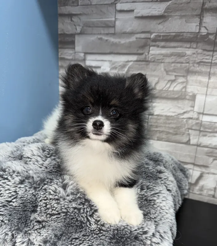 Chanel – Pomeranian puppy for sale in Liberty, MO