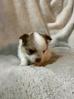 Prada, a female Pomeranian for sale in Liberty, MO – 5 of 10