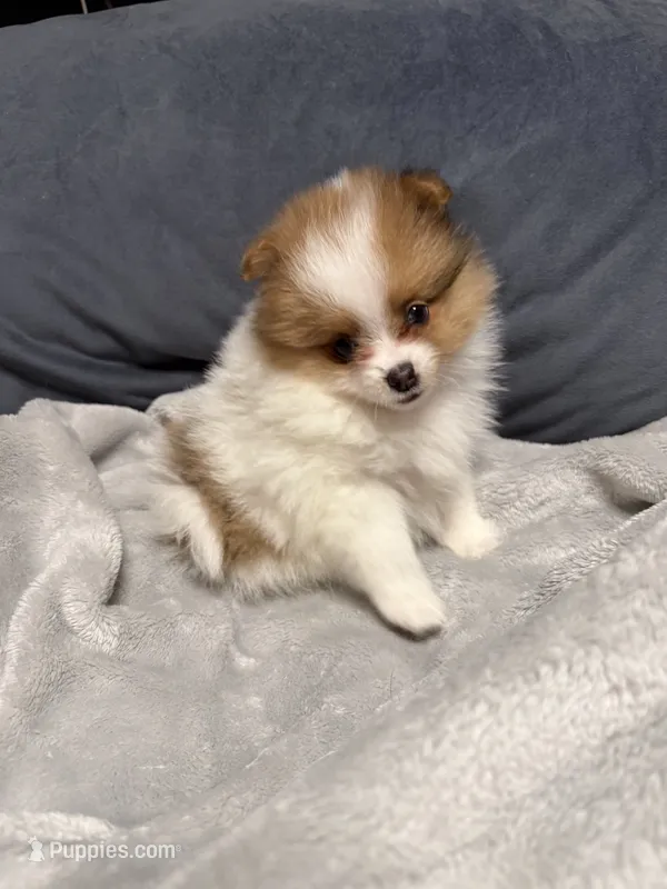 Dahlia – Pomeranian puppy for sale in Liberty, MO