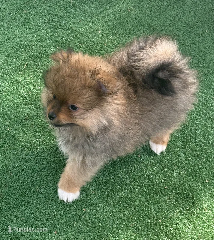 River – Pomeranian puppy for sale in Liberty, MO