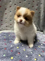 Sparrow, a male Pomeranian for sale in Liberty, MO – 3 of 6
