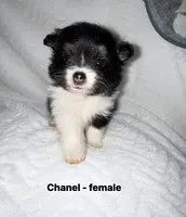 Chanel, a female Pomeranian for sale in Liberty, MO – 1 of 1