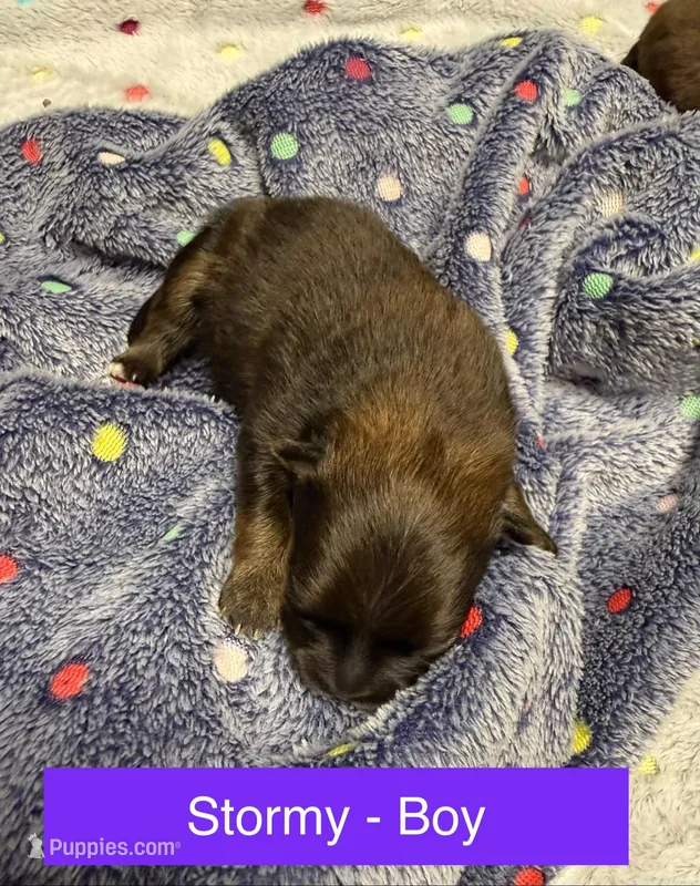 Stormy – Pomeranian puppy for sale in Liberty, MO