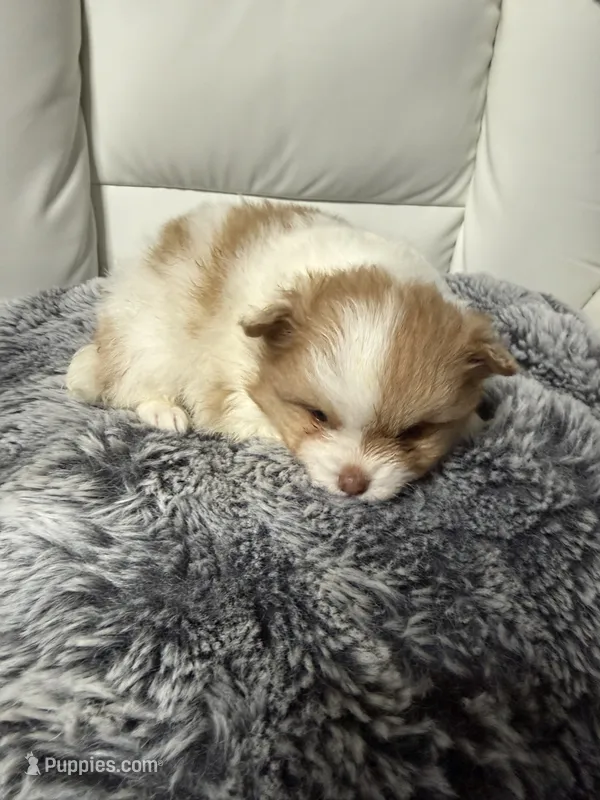 Sparrow – Pomeranian puppy for sale in Liberty, MO