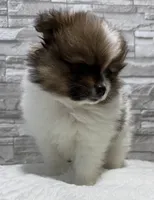 Jasmine, a female Pomeranian for sale in Liberty, MO – 2 of 10
