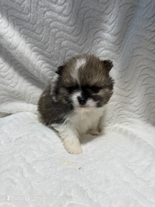 Gucci – Pomeranian puppy for sale in Liberty, MO