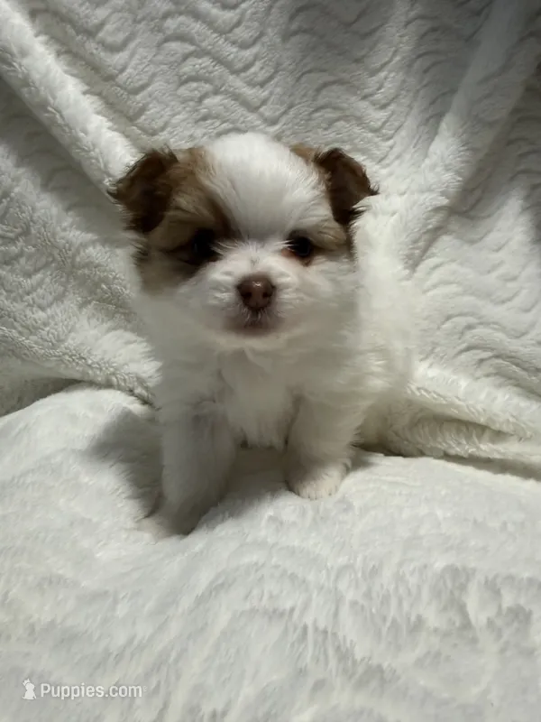 Prada – Pomeranian puppy for sale in Liberty, MO