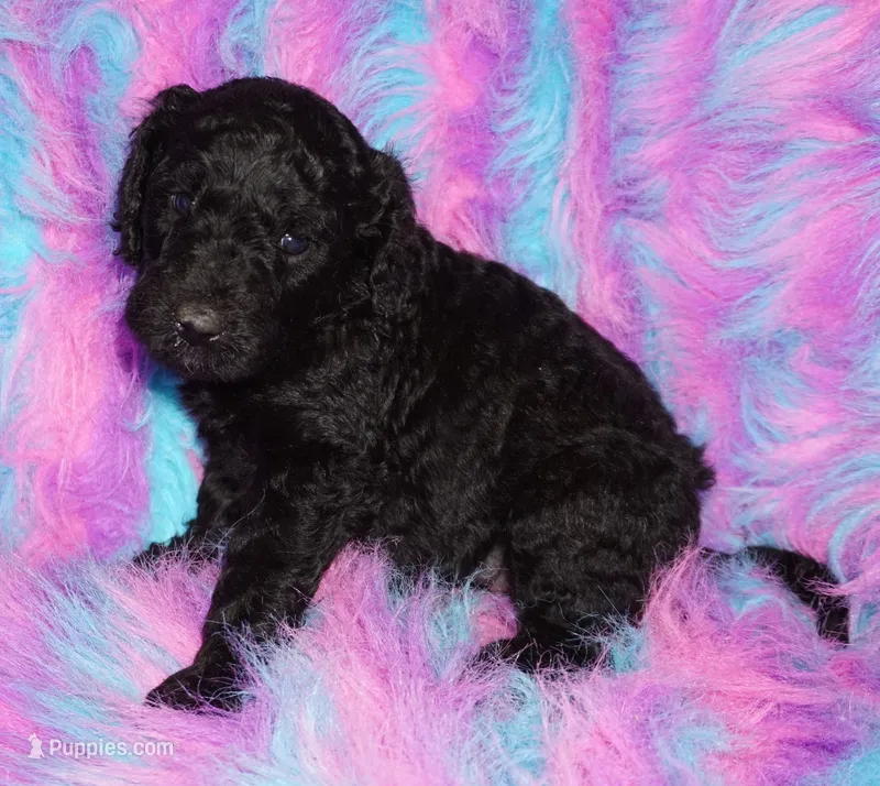 black girl – Labradoodle puppy for sale in La Habra, CA