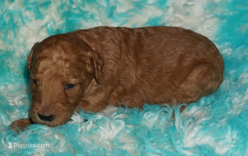 red girl 1 – Labradoodle puppy for sale in La Habra, CA
