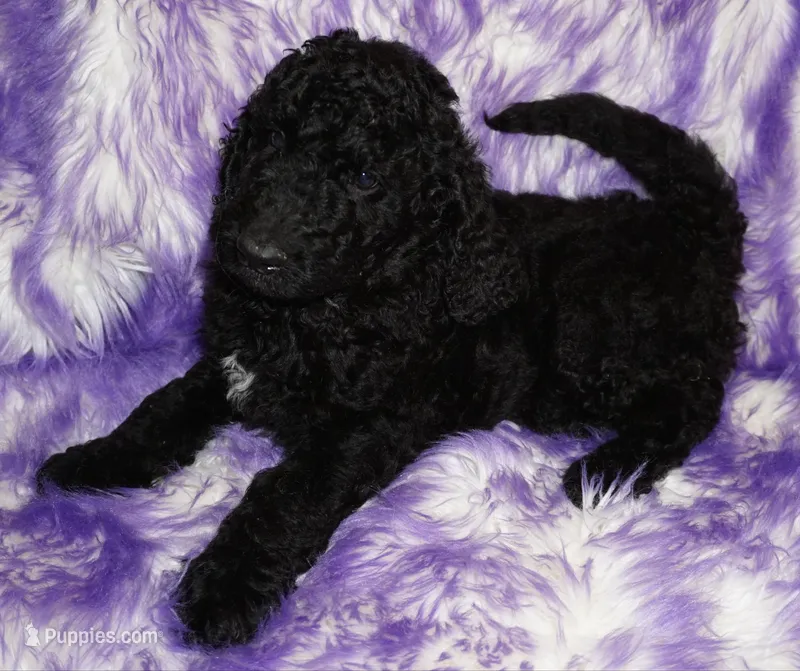 black boy – Labradoodle puppy for sale in La Habra, CA