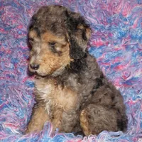 MANY COLORS COMING SOON, a  Labradoodle for sale in La Habra, CA – Photo 1 of 3
