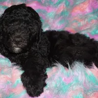 MANY COLORS COMING SOON, a  Labradoodle for sale in La Habra, CA – Photo 3 of 3