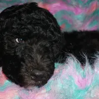 MANY COLORS COMING SOON, a  Labradoodle for sale in La Habra, CA – Photo 2 of 3