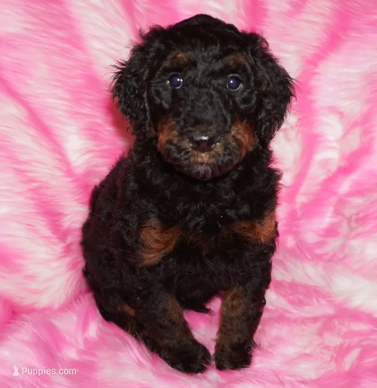 Mediums coming soon!! – Labradoodle puppy for sale in La Habra, CA