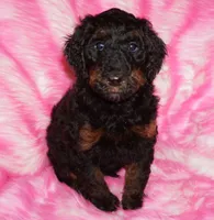 Mediums coming soon!!, a  Labradoodle for sale in La Habra, CA – 1 of 5