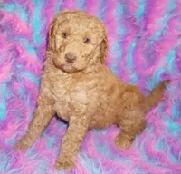 processed/4434b3f3-4a36-4f2e-903b-aea44c2f2ae7/listing/0a1c4a6b-e5fc-4b0f-b4b0-e8243ce2b0fc/4aa9f685-3062-4d6d-9917-d594418d90ab