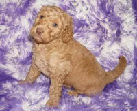 processed/4434b3f3-4a36-4f2e-903b-aea44c2f2ae7/listing/0a1c4a6b-e5fc-4b0f-b4b0-e8243ce2b0fc/6f0dc3b4-abad-4344-b00b-6f6ccd40a8a0