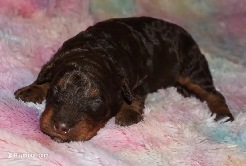 medium multigen choc phantom 1 – Labradoodle puppy for sale in La Habra, CA
