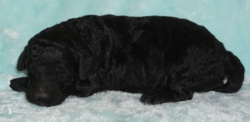 black 2 – Labradoodle puppy for sale in La Habra, CA