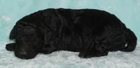 black 2 SALE, a male Labradoodle for sale in La Habra, CA – 3 of 4