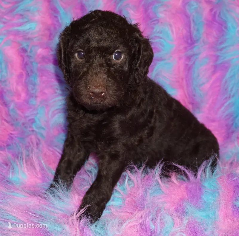 SALE medium multigen chocolate – Labradoodle puppy for sale in La Habra, CA