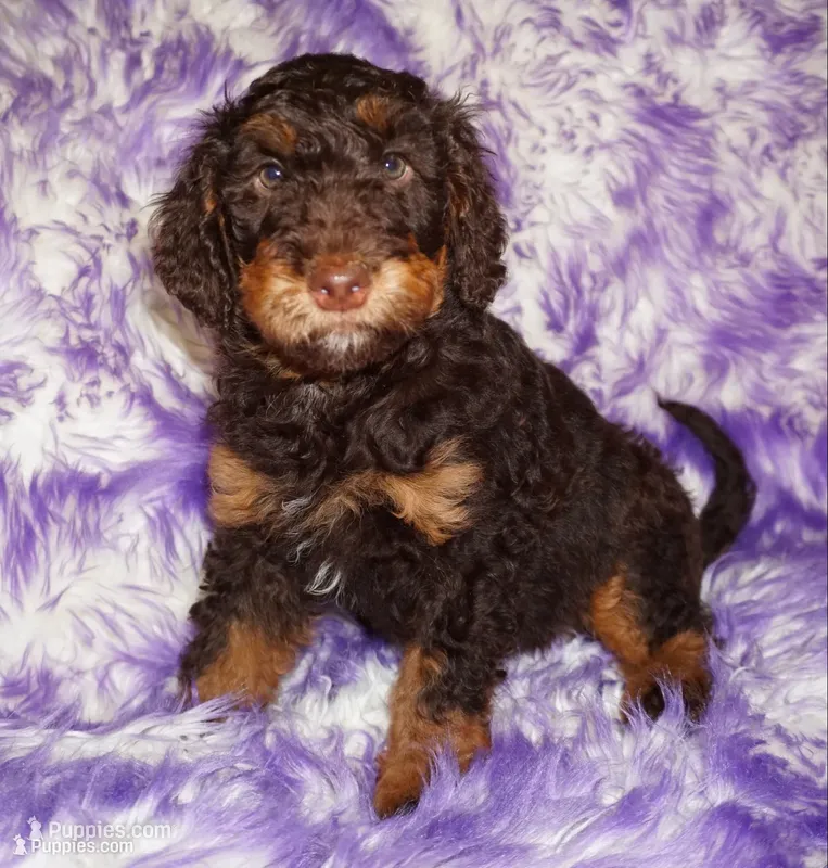 SALE medium multigen choc phan 2 – Labradoodle puppy for sale in La Habra, CA