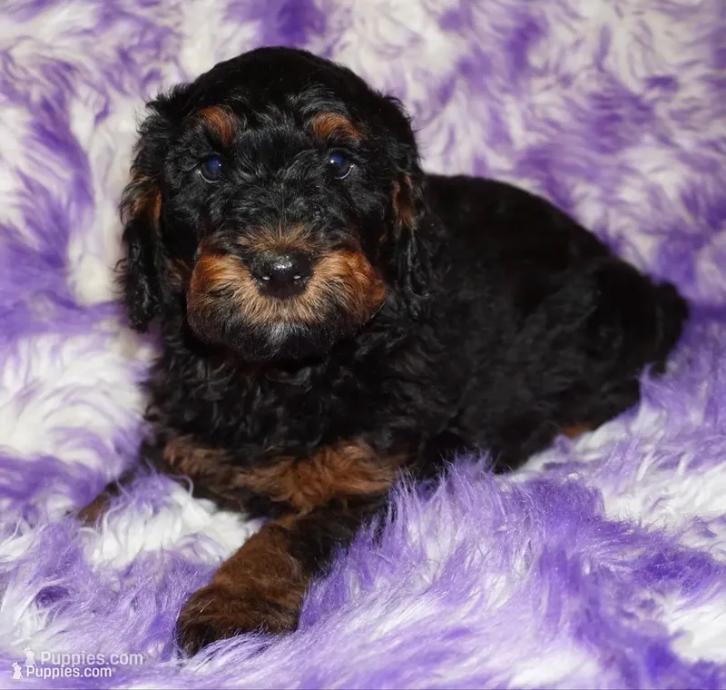 SALE medium multigen phantom – Labradoodle puppy for sale in La Habra, CA