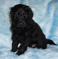 black 3 SALE, a male Labradoodle for sale in La Habra, CA – 1 of 6