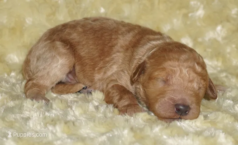 medium multigen apricot 2 – Labradoodle puppy on hold in La Habra, CA