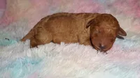 red girl 2, a female Labradoodle for sale in La Habra, CA – 1 of 1