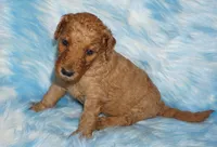 SALE red girl 2, a female Labradoodle for sale in La Habra, CA – 1 of 4