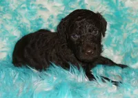 SALE medium multigen chocolate, a female Labradoodle for sale in La Habra, CA – 2 of 5