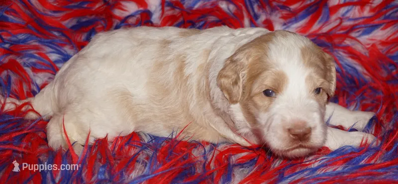 parti girl – Labradoodle puppy for sale in La Habra, CA