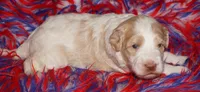 SALE parti girl, a female Labradoodle for sale in La Habra, CA – 3 of 5