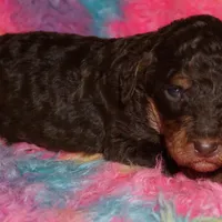 chocolate phantom, a female Labradoodle for sale in La Habra, CA – Photo 3 of 4