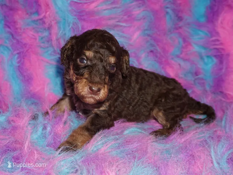 chocolate phantom – Labradoodle puppy for sale in La Habra, CA