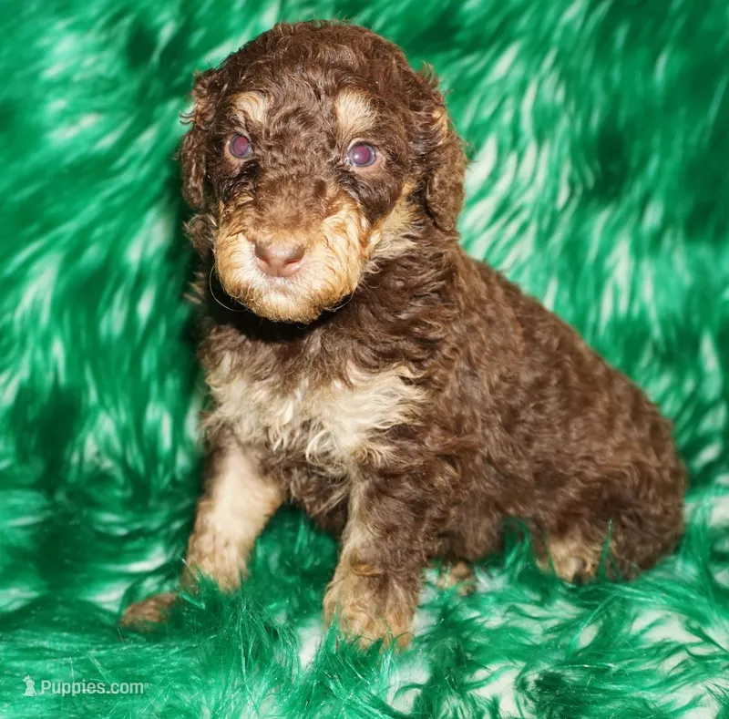 chocolate phantom – Labradoodle puppy for sale in La Habra, CA