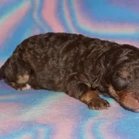 chocolate phantom, a female Labradoodle for sale in La Habra, CA – Photo 4 of 4