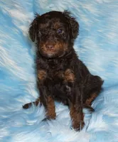SALE medium multigen choc phantom 1, a female Labradoodle for sale in La Habra, CA – 1 of 5